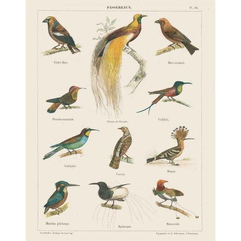 Bird Chart I Gold Ornate Wood Framed Art Print with Double Matting by Wild Apple Portfolio