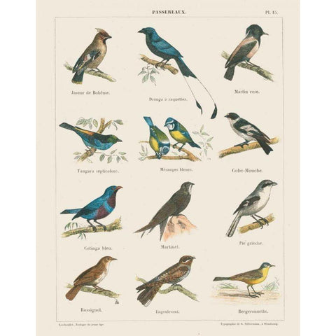 Bird Chart II White Modern Wood Framed Art Print by Wild Apple Portfolio