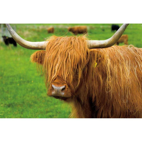 Scottish Highland Cattle I White Modern Wood Framed Art Print by Majchrowicz, Alan