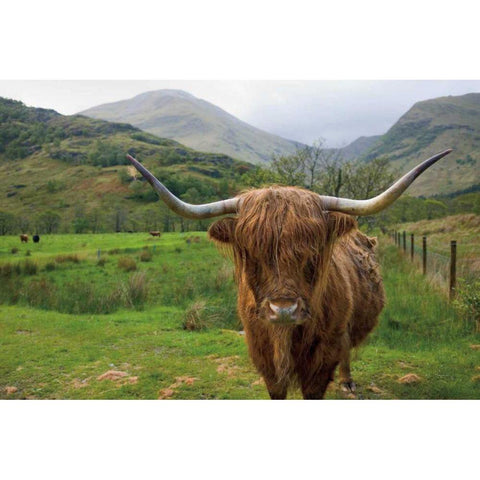 Scottish Highland Cattle III Black Modern Wood Framed Art Print by Majchrowicz, Alan