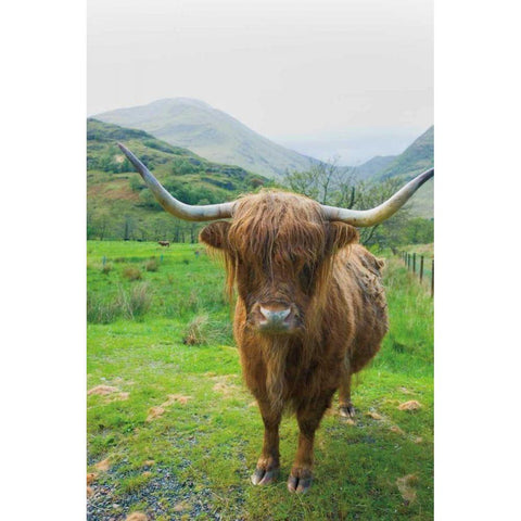 Scottish Highland Cattle VI Black Modern Wood Framed Art Print by Majchrowicz, Alan