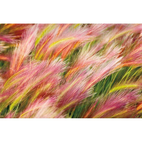 Foxtail Barley I Gold Ornate Wood Framed Art Print with Double Matting by Majchrowicz, Alan