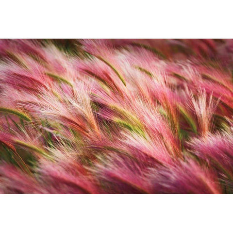 Foxtail Barley II Gold Ornate Wood Framed Art Print with Double Matting by Majchrowicz, Alan