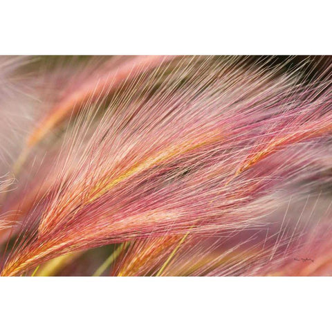 Foxtail Barley III Black Modern Wood Framed Art Print by Majchrowicz, Alan