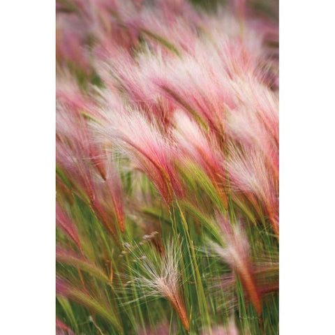 Foxtail Barley V White Modern Wood Framed Art Print by Majchrowicz, Alan