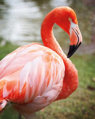 Flamingo I White Modern Wood Framed Art Print with Double Matting by Van Swearingen, Debra