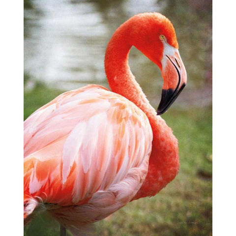 Flamingo I Black Modern Wood Framed Art Print by Van Swearingen, Debra