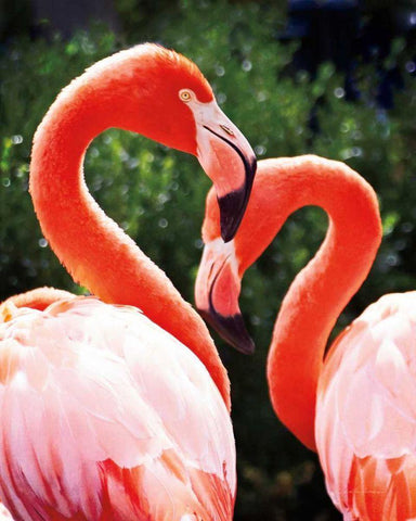 Flamingo II White Modern Wood Framed Art Print with Double Matting by Van Swearingen, Debra