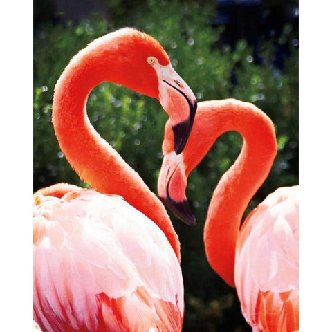 Flamingo II Black Modern Wood Framed Art Print with Double Matting by Van Swearingen, Debra