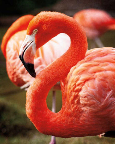 Flamingo III White Modern Wood Framed Art Print with Double Matting by Van Swearingen, Debra