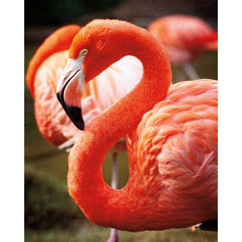 Flamingo III White Modern Wood Framed Art Print by Van Swearingen, Debra