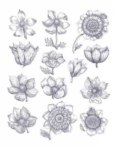 Anemone Plate I Blue Black Ornate Wood Framed Art Print with Double Matting by Wild Apple Portfolio