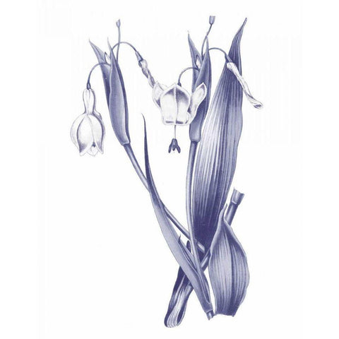 Dark Blue Botanical II Black Modern Wood Framed Art Print by Wild Apple Portfolio