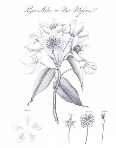 Elements of Botany VIII Blue Black Ornate Wood Framed Art Print with Double Matting by Wild Apple Portfolio