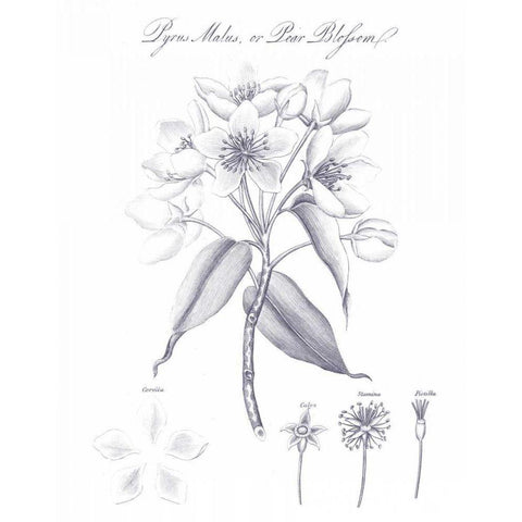 Elements of Botany VIII Blue Black Modern Wood Framed Art Print by Wild Apple Portfolio