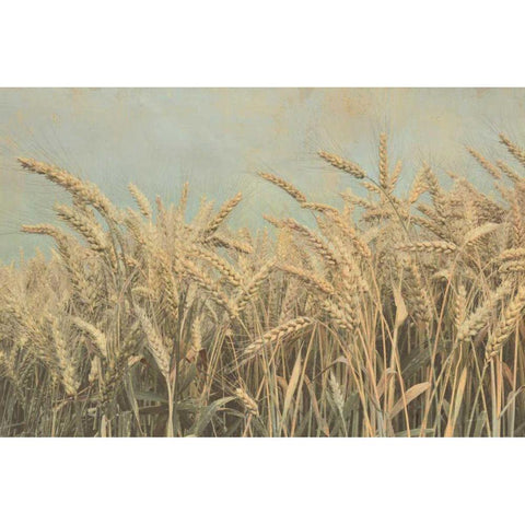 Gold Harvest White Modern Wood Framed Art Print by Richard, Ben