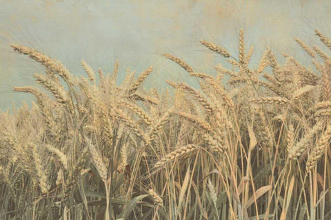 Gold Harvest Black Ornate Wood Framed Art Print with Double Matting by Richard, Ben