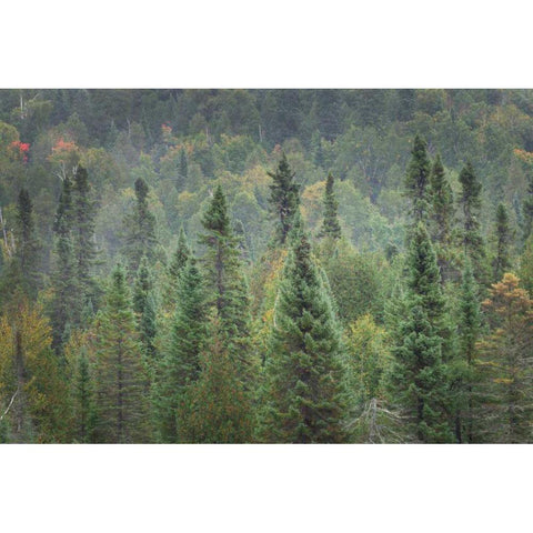 Superior National Forest I Black Modern Wood Framed Art Print with Double Matting by Majchrowicz, Alan