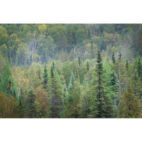 Superior National Forest II Gold Ornate Wood Framed Art Print with Double Matting by Majchrowicz, Alan