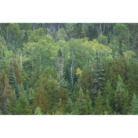 Superior National Forest III White Modern Wood Framed Art Print by Majchrowicz, Alan