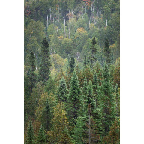 Superior National Forest IV White Modern Wood Framed Art Print by Majchrowicz, Alan