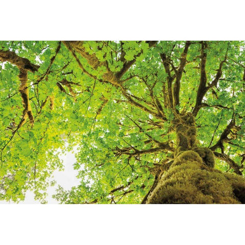 Big Leaf Maple Trees II White Modern Wood Framed Art Print by Majchrowicz, Alan