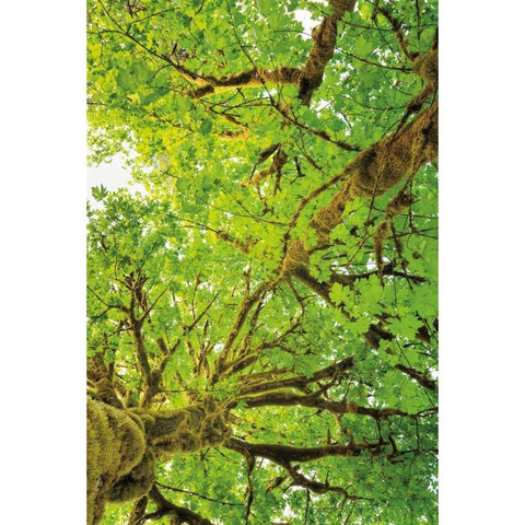 Big Leaf Maple Trees V Black Modern Wood Framed Art Print by Majchrowicz, Alan