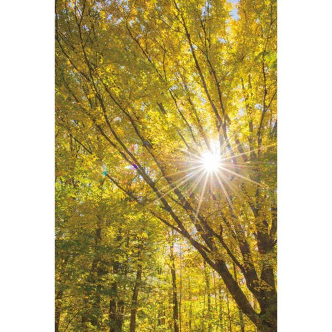 Autumn Foliage Sunburst I Black Modern Wood Framed Art Print by Majchrowicz, Alan