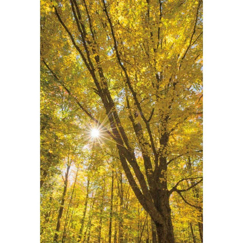 Autumn Foliage Sunburst II Black Modern Wood Framed Art Print by Majchrowicz, Alan
