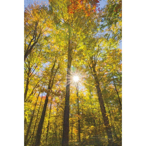 Autumn Foliage Sunburst III Gold Ornate Wood Framed Art Print with Double Matting by Majchrowicz, Alan