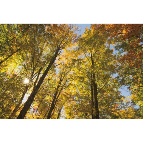 Autumn Foliage Sunburst IV White Modern Wood Framed Art Print by Majchrowicz, Alan