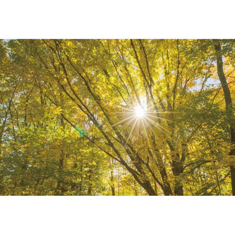Autumn Foliage Sunburst V Gold Ornate Wood Framed Art Print with Double Matting by Majchrowicz, Alan