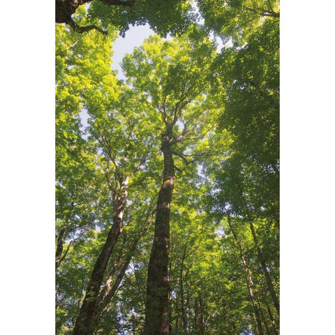 Hardwood Forest Canopy I Black Modern Wood Framed Art Print with Double Matting by Majchrowicz, Alan