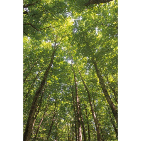 Hardwood Forest Canopy II Black Modern Wood Framed Art Print with Double Matting by Majchrowicz, Alan