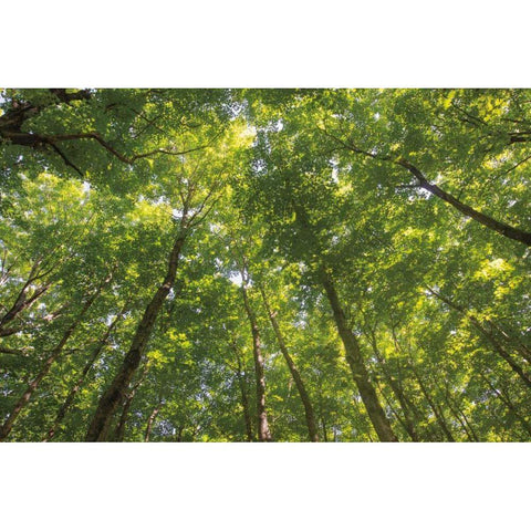 Hardwood Forest Canopy IV Black Modern Wood Framed Art Print with Double Matting by Majchrowicz, Alan