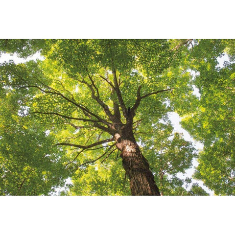 Hardwood Forest Canopy V Black Modern Wood Framed Art Print by Majchrowicz, Alan