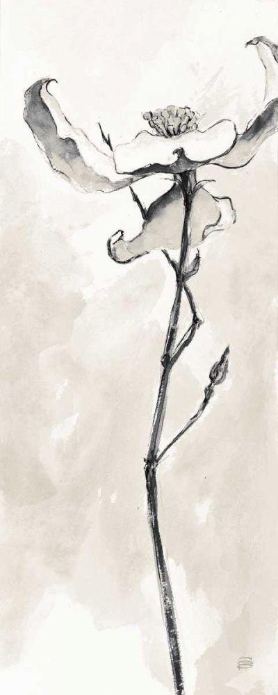 Image Only
