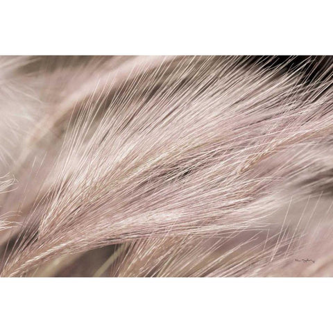 Foxtail Barley III Light Gold Ornate Wood Framed Art Print with Double Matting by Majchrowicz, Alan