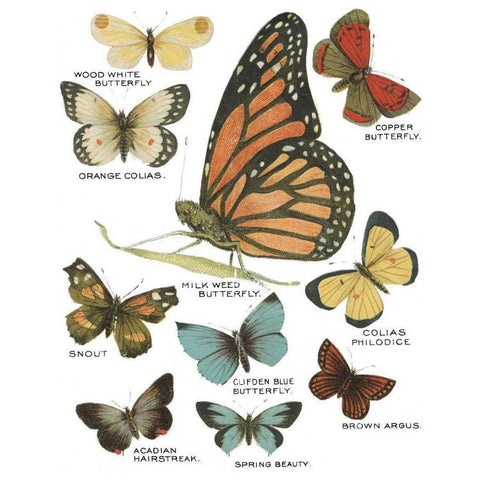 Botanical Butterflies Postcard II White Black Modern Wood Framed Art Print by Wild Apple Portfolio