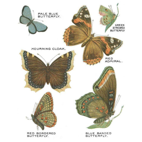 Botanical Butterflies Postcard III White Black Modern Wood Framed Art Print with Double Matting by Wild Apple Portfolio