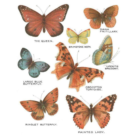 Botanical Butterflies Postcard IV White Gold Ornate Wood Framed Art Print with Double Matting by Wild Apple Portfolio