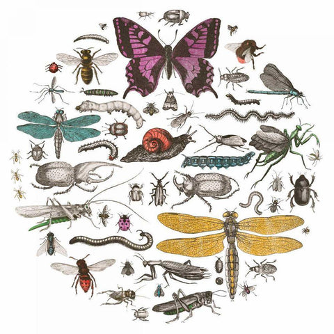 Insect Circle II Bright v2 Black Modern Wood Framed Art Print by Wild Apple Portfolio