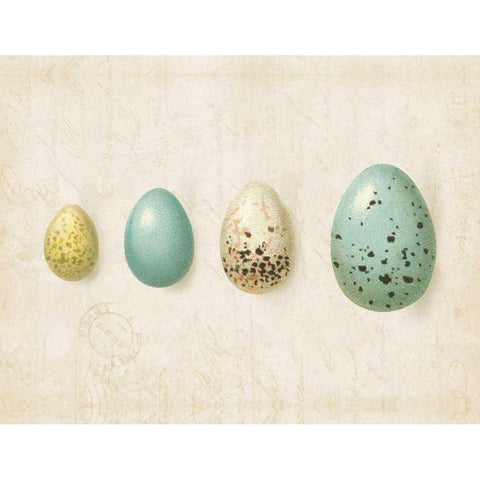 Row of Eggs II White Modern Wood Framed Art Print by Pertiet, Katie