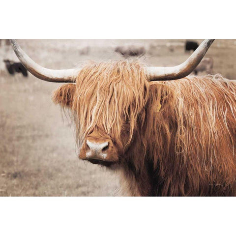Scottish Highland Cattle I Neutral White Modern Wood Framed Art Print by Majchrowicz, Alan