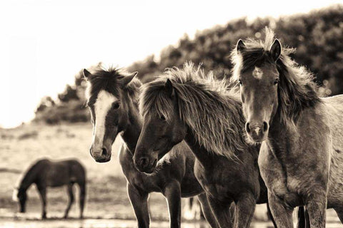 Horses Three Sepia Black Ornate Wood Framed Art Print with Double Matting by Aledanda