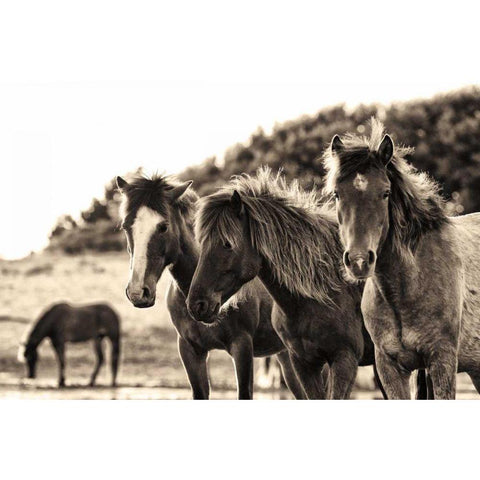 Horses Three Sepia White Modern Wood Framed Art Print by Aledanda