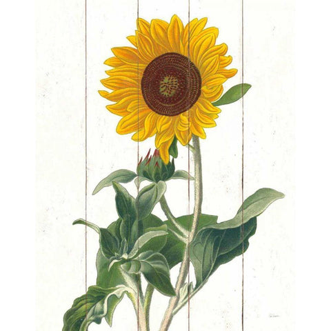 Cottage Sunflower White Modern Wood Framed Art Print by Schlabach, Sue