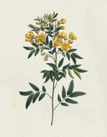 Victorian Garden Flowers I Black Ornate Wood Framed Art Print with Double Matting by Wild Apple Portfolio