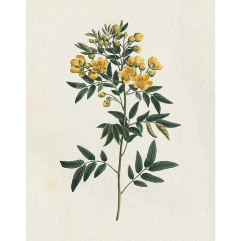 Victorian Garden Flowers I Black Modern Wood Framed Art Print by Wild Apple Portfolio