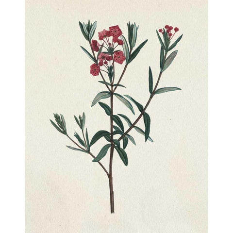 Victorian Garden Flowers II White Modern Wood Framed Art Print by Wild Apple Portfolio